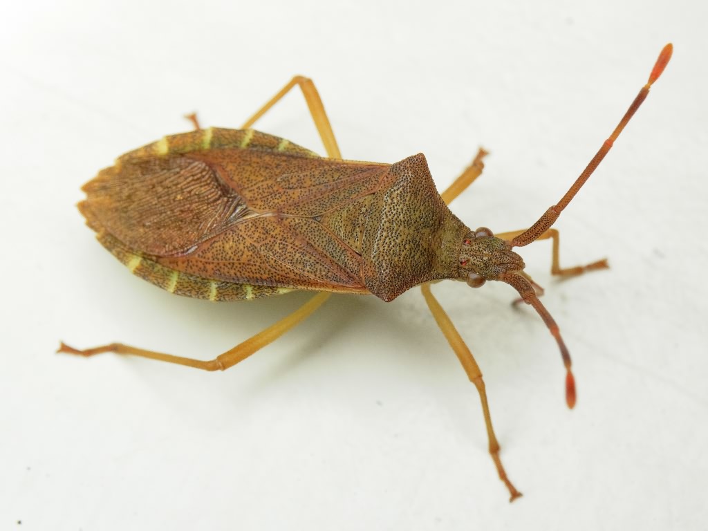 Gonocerus acuteangulatus (Goeze, 1778)